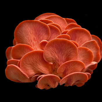 Pleurotes roses