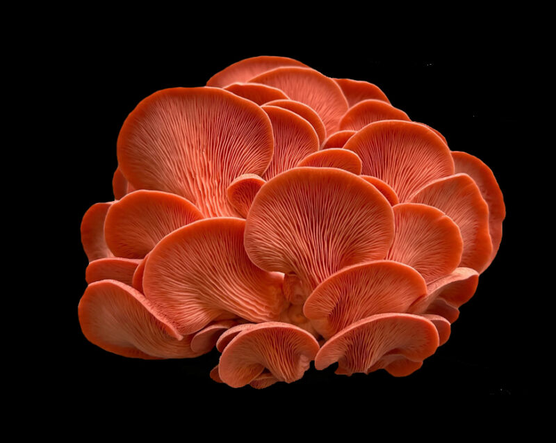 Pleurotes roses