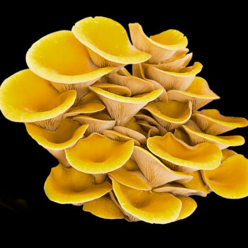 Pleurotes jaunes