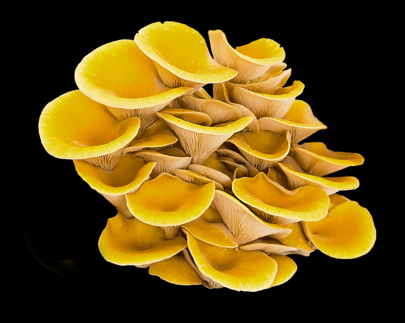 Pleurotes jaunes