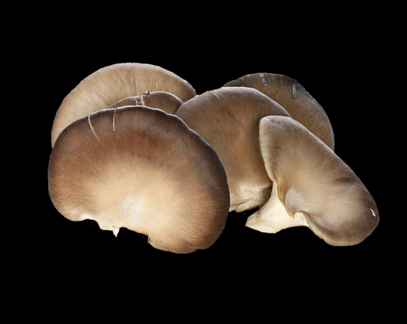Pleurotes bruns