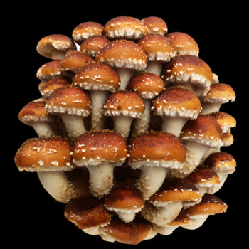 Chestnut