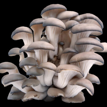 Pleurotes gris