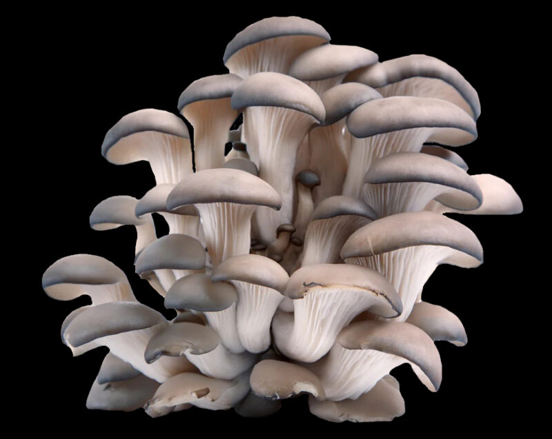 Pleurotes gris
