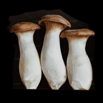 Pleurote royal