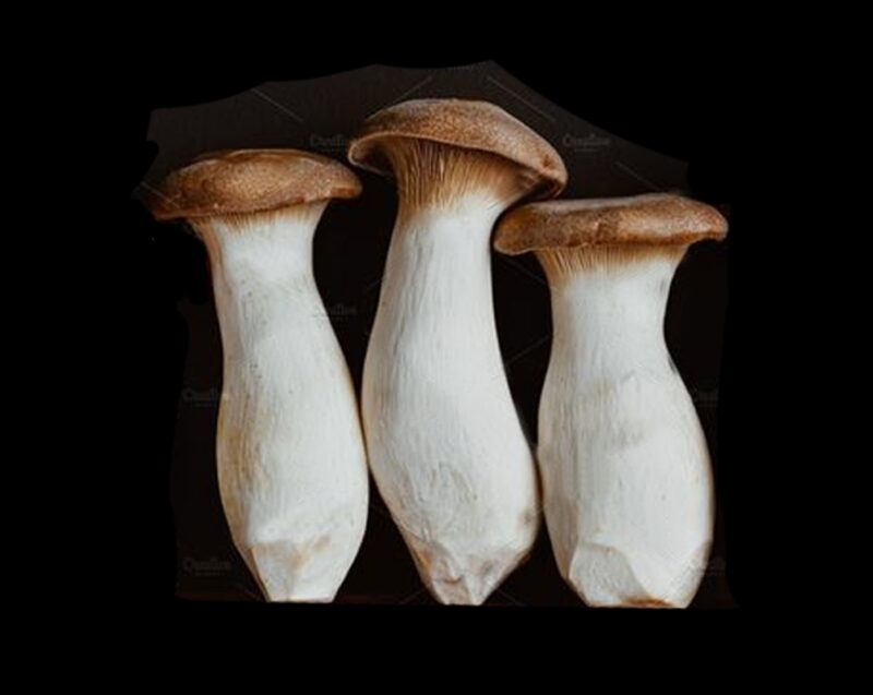 Pleurote royal