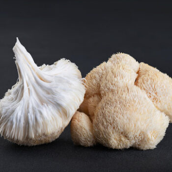Lion's Mane