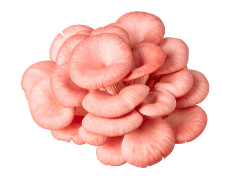 Pleurotes roses - Image 3