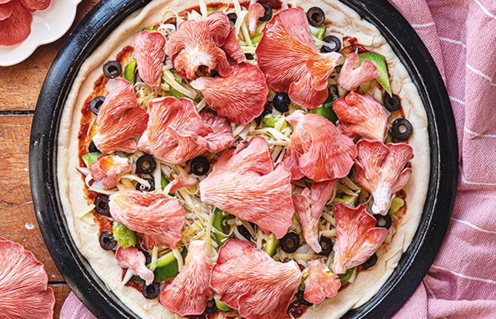 Pleurotes roses - Image 4