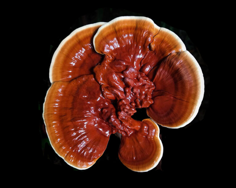 Reishi